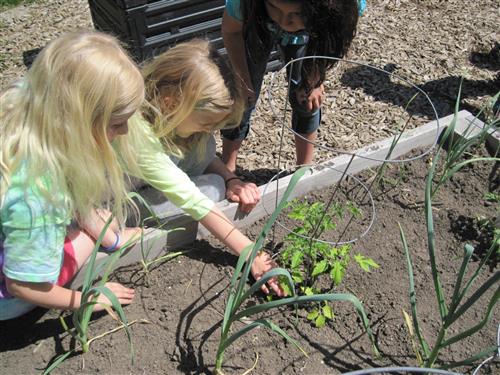 students planting in the garden 